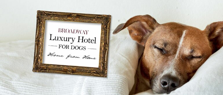 Dog friendly Hotels-vitalmag3