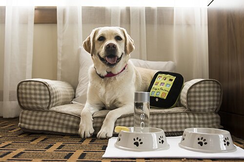 Dog friendly Hotels-vitalmag4