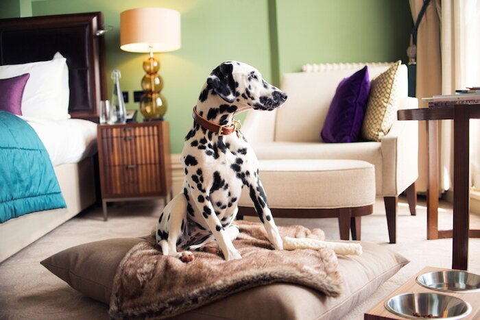 Dog friendly Hotels-vitalmag7