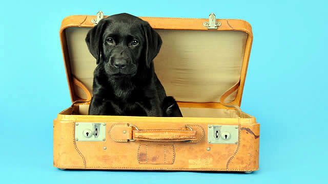 Dog friendly Hotels-vitalmag8