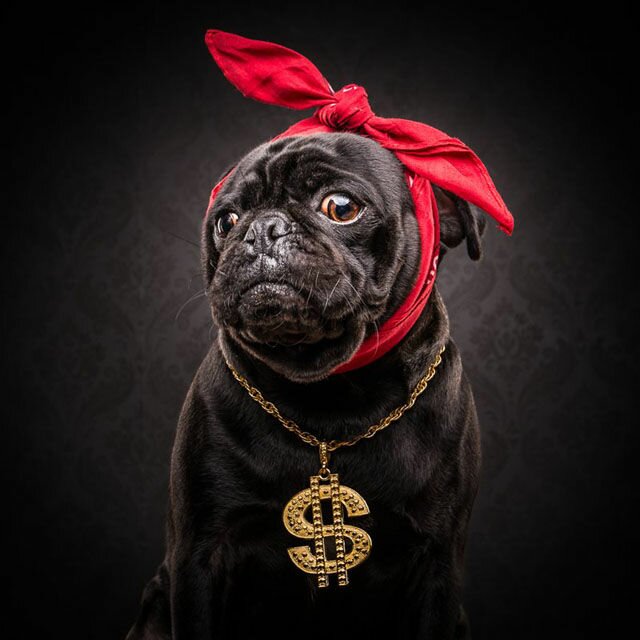 stylish dogs-vitalmag