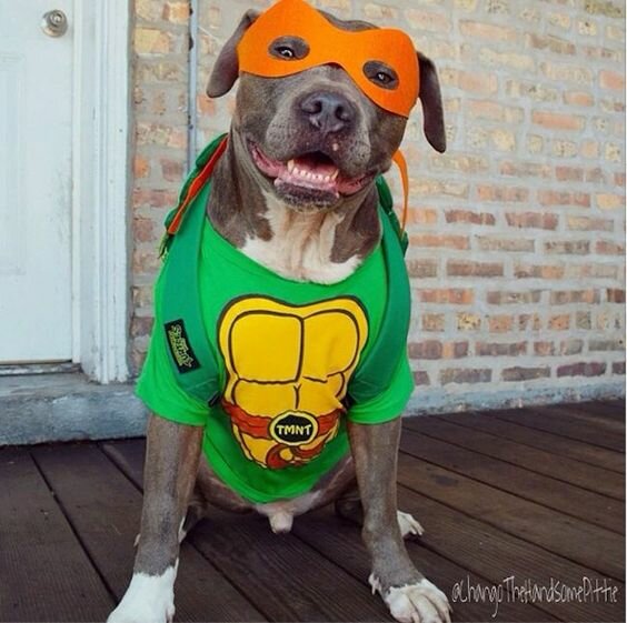 Halloween Costumes for Dogs-vitalmag4