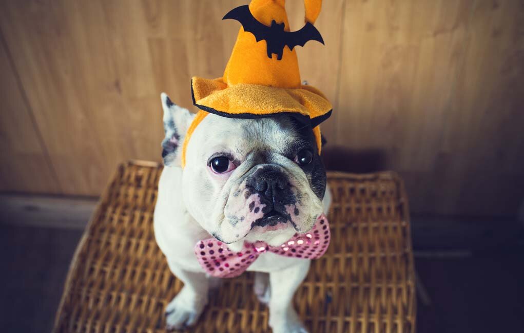 Halloween Costumes for Dogs-vitalmag7