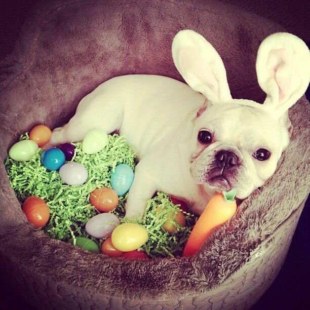 Happy Easter-Cute Animals-Vitalmag Trend Magazine1