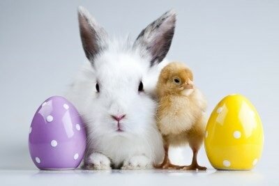 Happy Easter-Cute Animals-Vitalmag Trend Magazine2