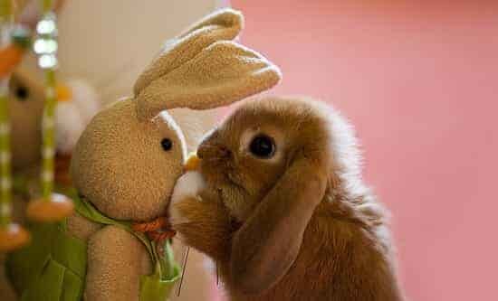 Cute Happy Easter Pictures